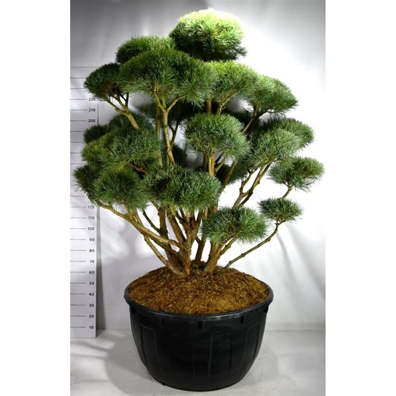 Tall – Pinus sylvestris 'Watereri' - 175-200 CM Bonsai Cont.
